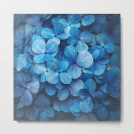 Fifty Shades of Blue Metal Print | Plants, Flower, Hydrangeamacrophylla, Nature, Bluehydrangea, Digital, Abstract, Blue, Photo, Fiftyshadesofblue 