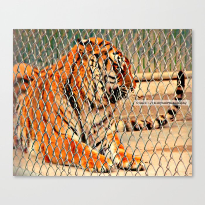Snarling Tiger @ Local Zoo Canvas Print