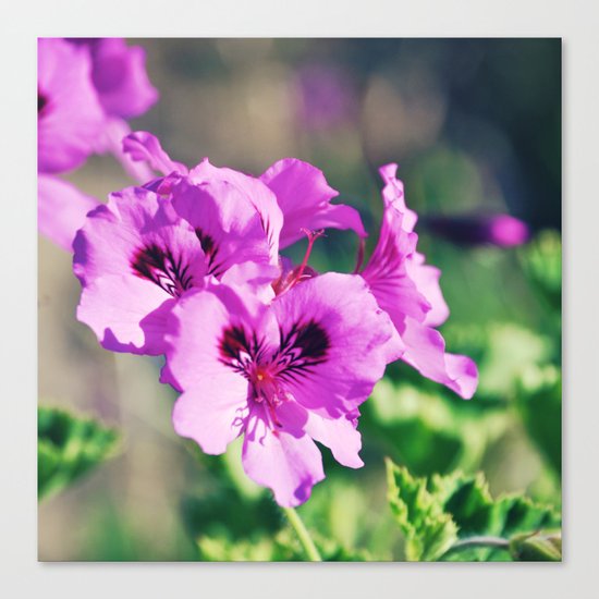 Colorful Canvas Print