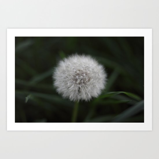 Pissenlit Art Print
