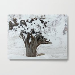 Stumpy and the Rock Wall in Winter White Metal Print | Nature, Dragon, Wall, Snow, Beach, Color, Digital, Rock, Tree, Stump 