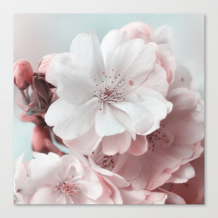 Cherry Blossoms White 0209 Canvas Print