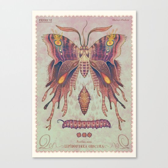 Panthea aura Canvas Print