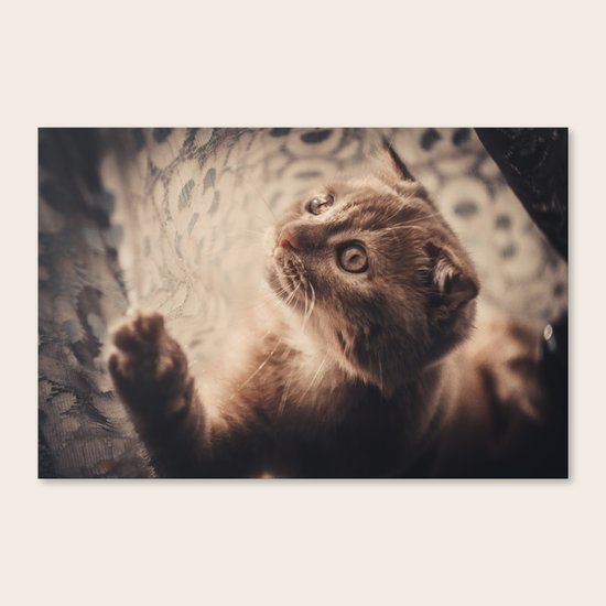 cat Canvas Print