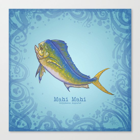 Mahi Mahi ~ Coryphaena hippurus Canvas Print