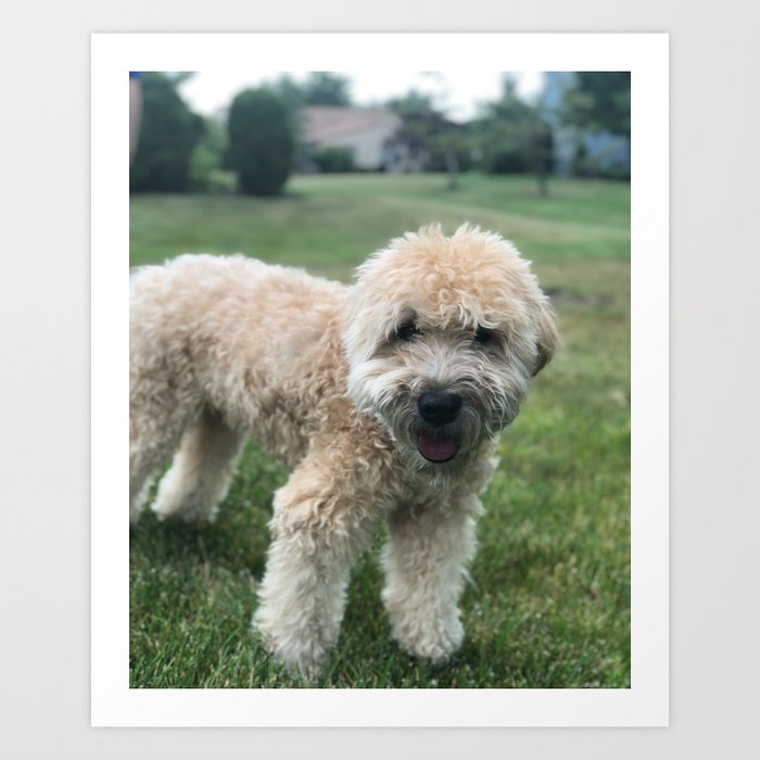 Soft coated wheaten terrier and best sale poodle mix
