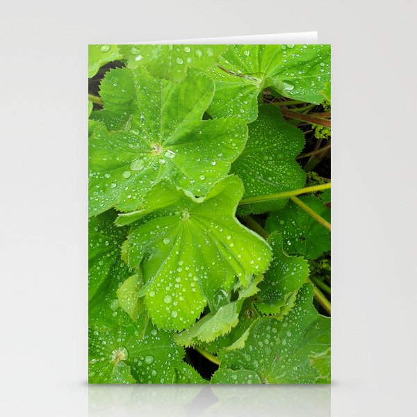 Dew Drops On The Green Leaves Stationery Cards