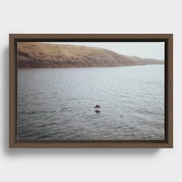 Puffin Taking Off Framed Canvas