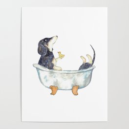 Dachshund taking bath watercolor Poster