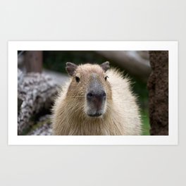 capybara muzzle nose Art Print