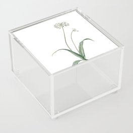 Vintage Spring Garlic Botanical Illustration on Pure White Acrylic Box