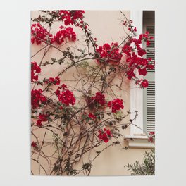 Red flowers on beige wall in Athenes Greece - Photography art print Poster