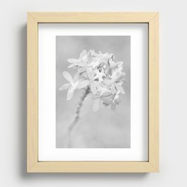 High Key Photography Of Epidendrum Radicans Orchid Flower Recessed Framed Print