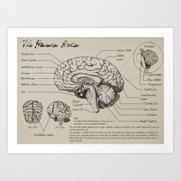 Medical Diagrams - The Brain Art Print
