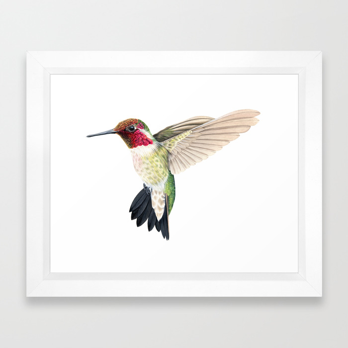 Anna S Hummingbird In Flight Framed Art Print By Lizclaytonfuller