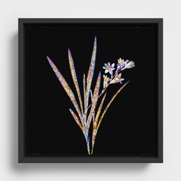 Floral Gladiolus Xanthospilus Mosaic on Black Framed Canvas