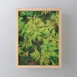 Ferns Framed Mini Art Print