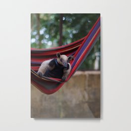 Anteater in a hammock in Costa rica Metal Print
