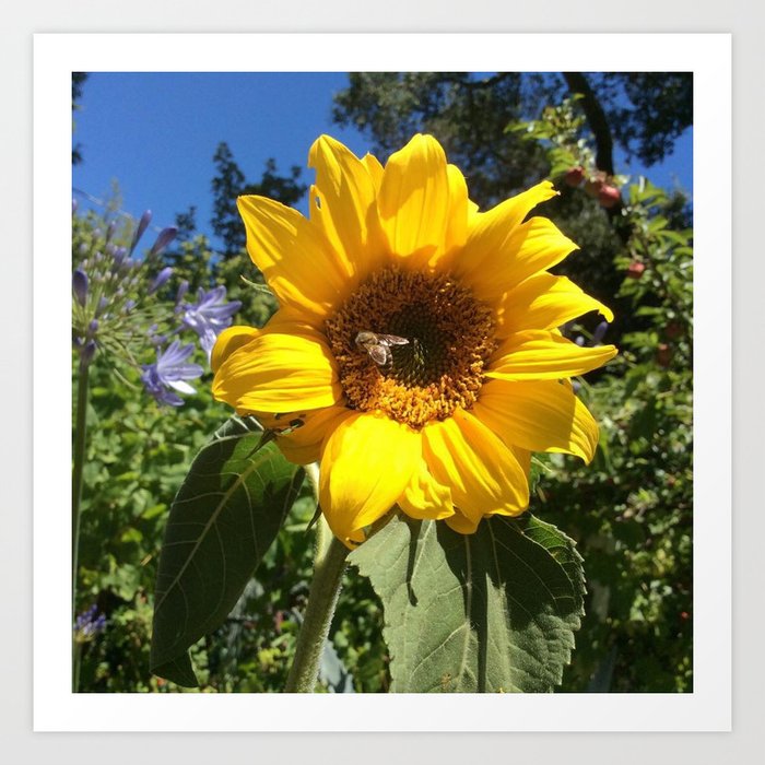 Bee on sunflower Art Print