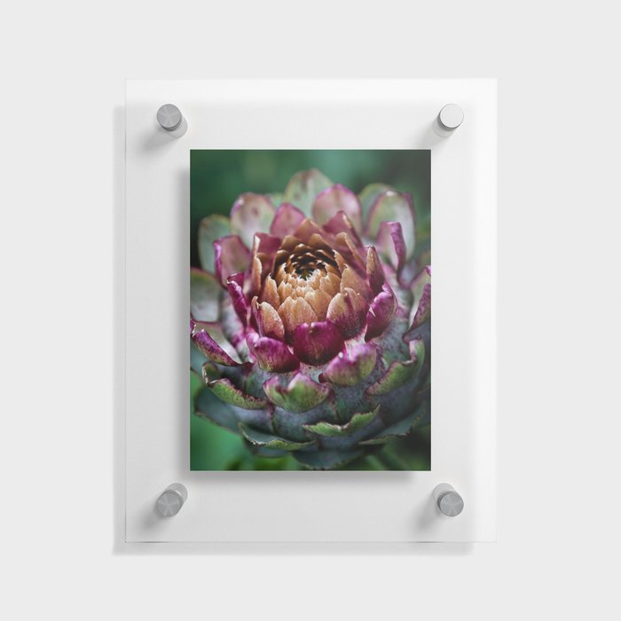 English Artichoke Blossom Floating Acrylic Print