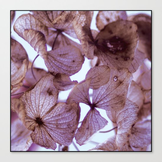 Hydrangeas Canvas Print