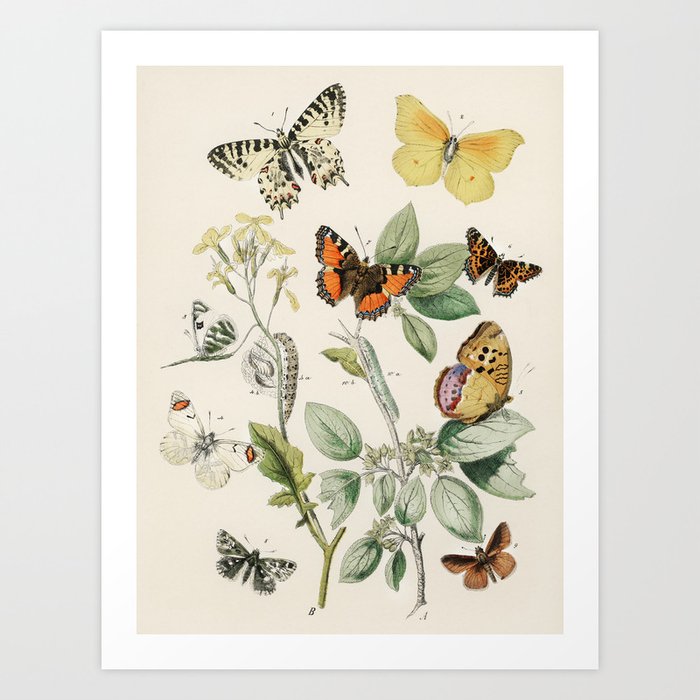 Vintage Scientific Illustration Butterfly Botanical Floral Lithograph