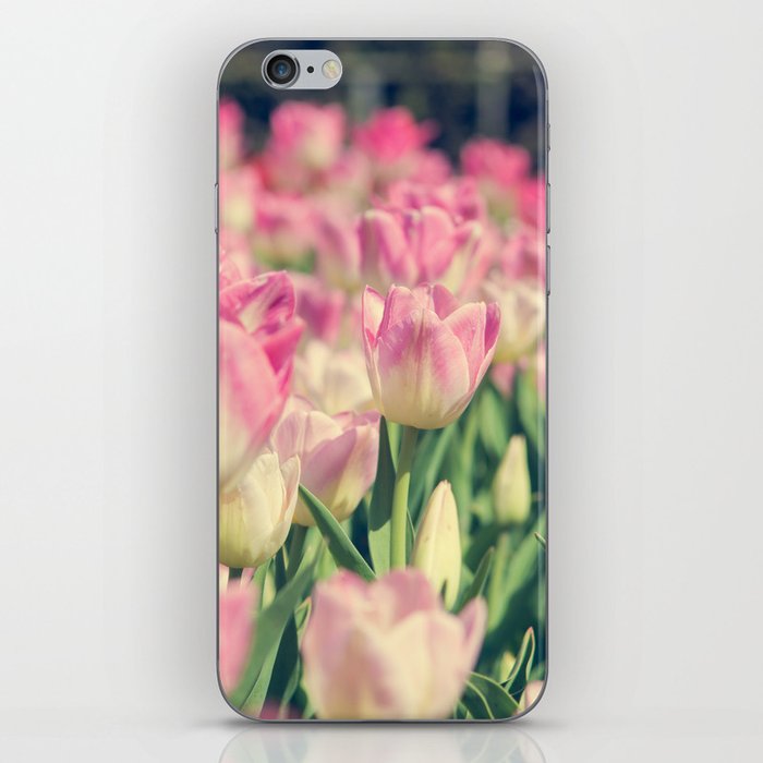 Blooming pink and yellow tulips.  iPhone Skin