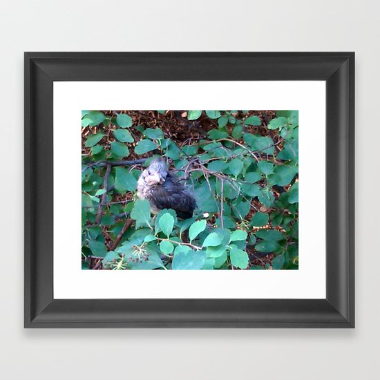 Regal Runt Framed Art Print