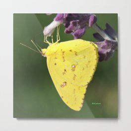 Orange Sulphur Butterfly Metal Print | Color, Flower, Nature, Insect, White, Purple, Yellow, Mexicansage, Digital, Orangesulphur 