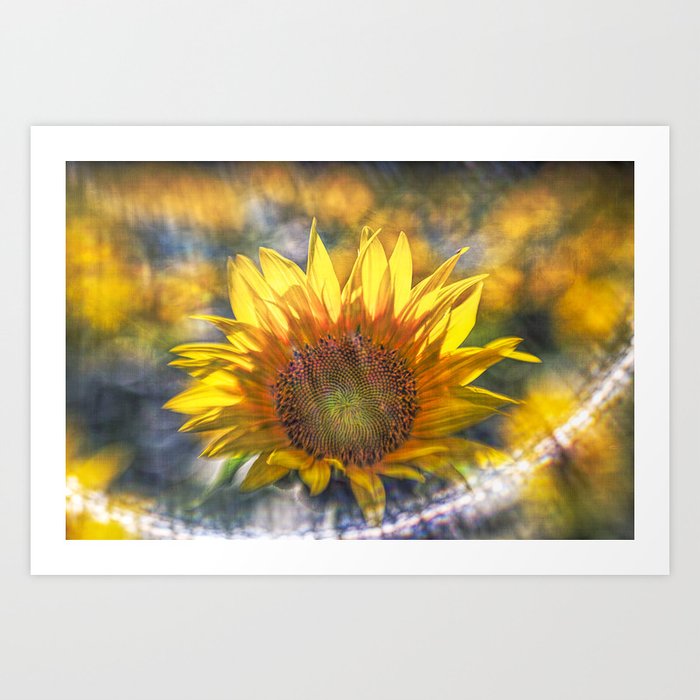 Sunflower with Lens Flare of the Suns Rays Art Print