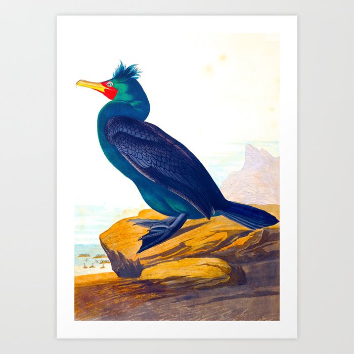Double-crested John Audubon Birds of America Scientific Art Print by Wings Of The World | Society6