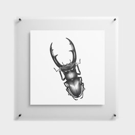 Stag Beetle Floating Acrylic Print