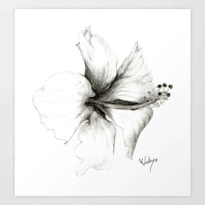 Hibiscus 1 Art Print