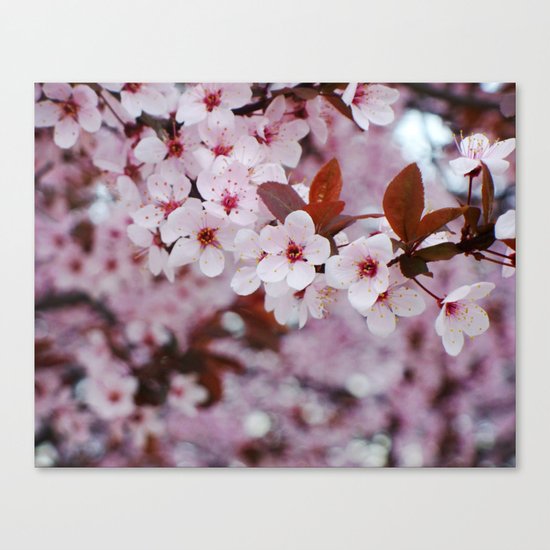 cherry plum candy Canvas Print