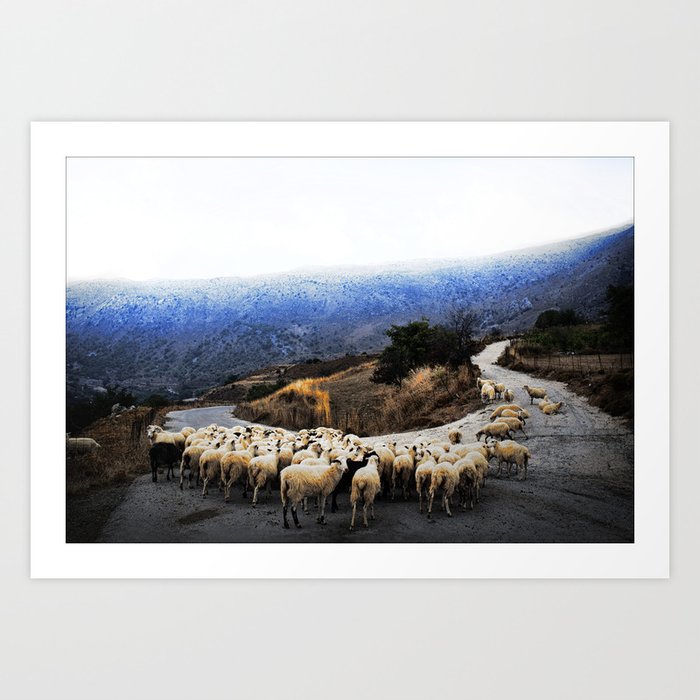 sheep Art Print