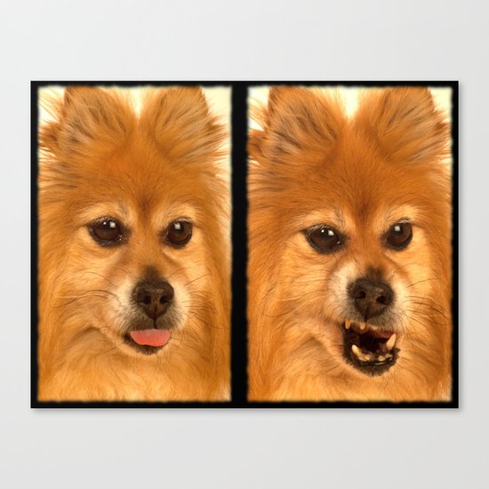 Pomeranian dog (slightly distorted like her personality) lol Canvas Print