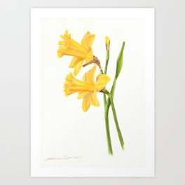 Early Daffodils Art Print
