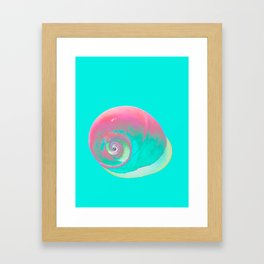 Summer Shells Spiral Framed Art Print