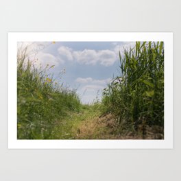 Buttercups and Blue Sky | Blooming Buttercups along a field road | Green Grasses under the Summer Sun Art Print