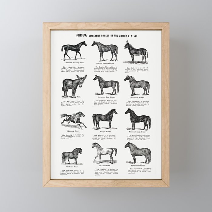 Horse breeds vintage poster Framed Mini Art Print