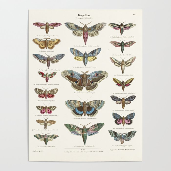Vintage Moth Chart Poster