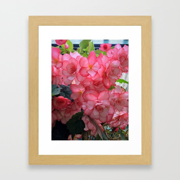 Pink flower in Butchart's garden Framed Art Print