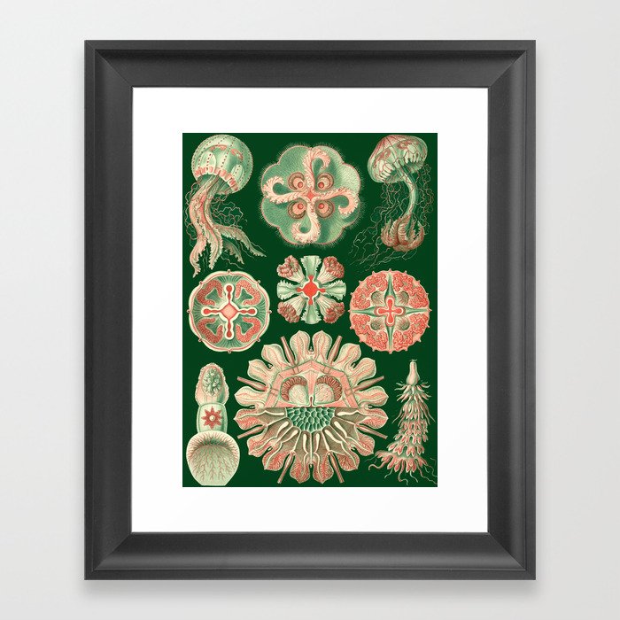 Ernst Haeckel Discomedusae Jellyfish Framed Art Print