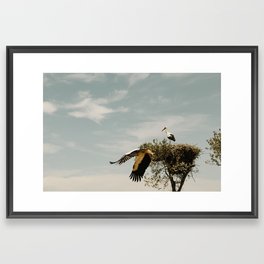 Stork Family- DonAnna National Park  Framed Art Print