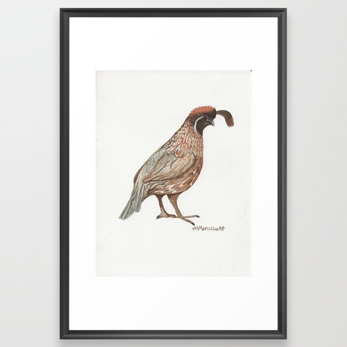 Desert Quail Watercolor- Bird Illustration Framed Art Print