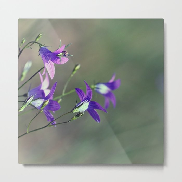 BlueBell Flower Nature Photography  Metal Print