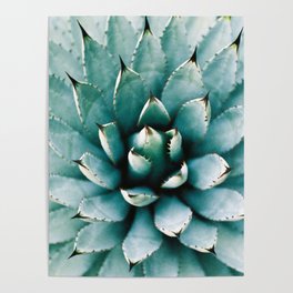 Agave Parryi Poster
