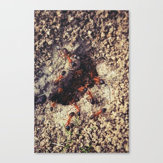 Ants Canvas Print