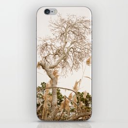 Tree on the shore of Outer Banks iPhone Skin