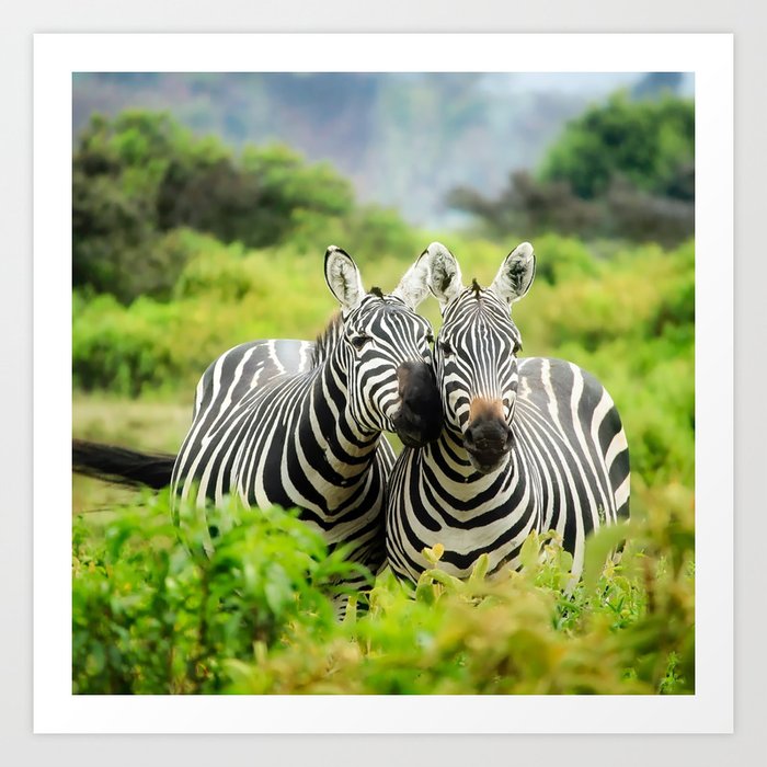 South Africa Photography - Two Zebras In Love Art Print